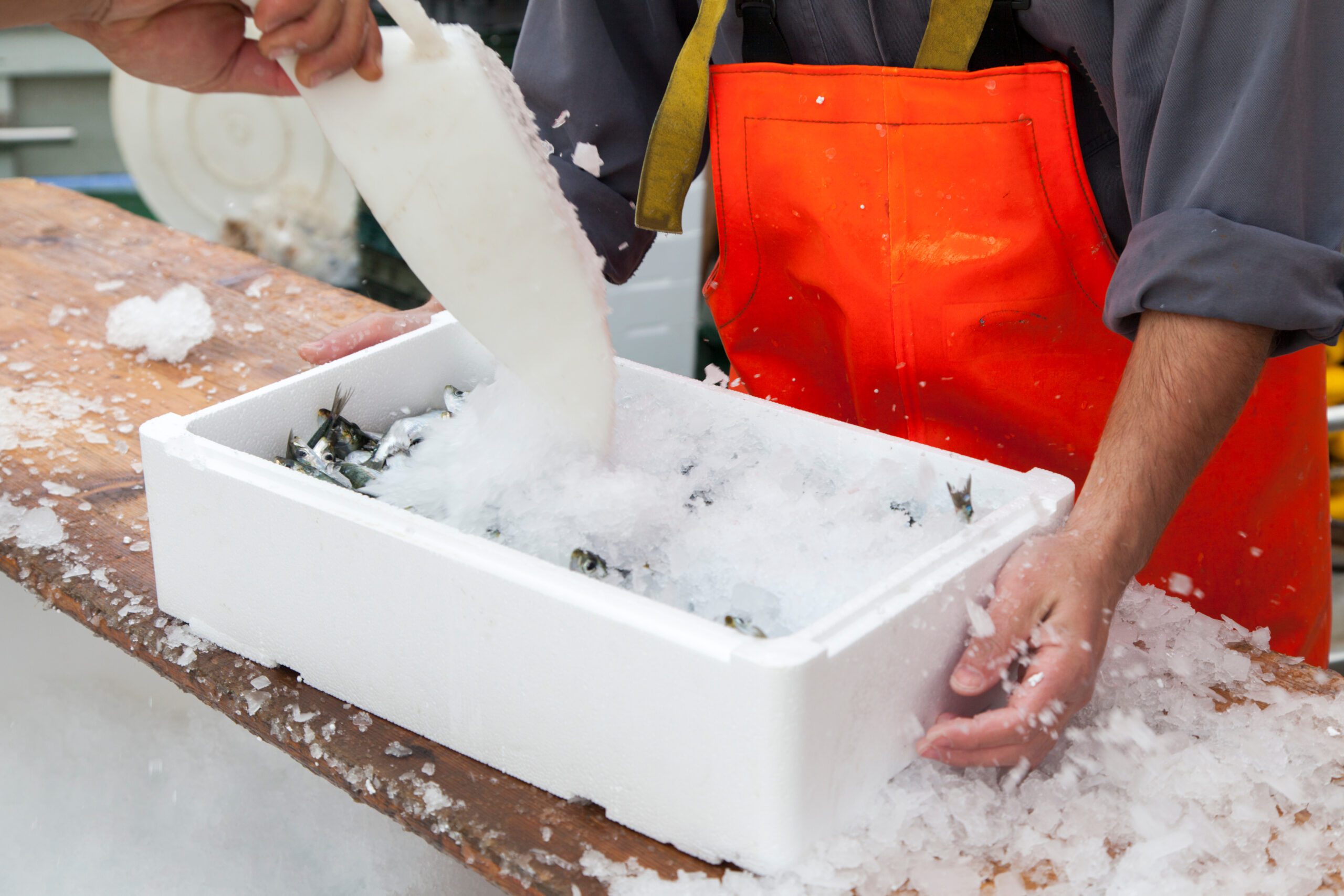 Fishermen prepare sardines for transportation